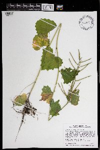 Alliaria petiolata image