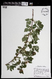 Rubus occidentalis image