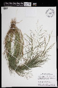 Eragrostis pectinacea image