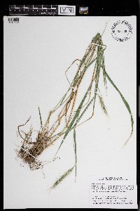 Elymus riparius image