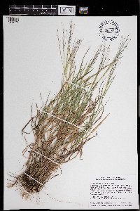 Digitaria cognata image