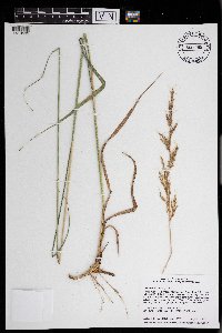Sorghastrum nutans image