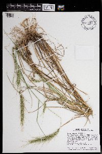 Elymus canadensis var. canadensis image