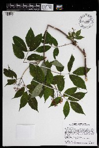 Sambucus racemosa image