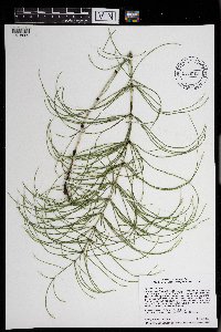 Equisetum arvense image
