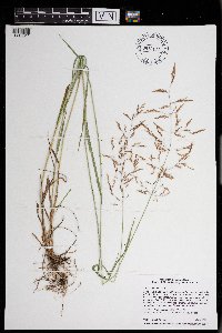 Agrostis gigantea image