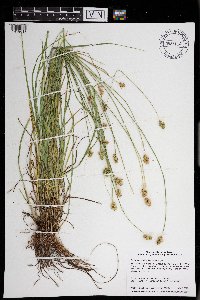 Carex molesta image