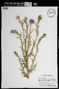 Carduus acanthoides image