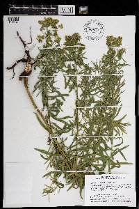 Euphorbia virgata image