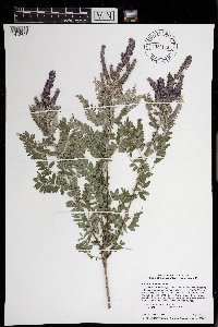 Amorpha canescens image