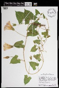 Calystegia sepium image