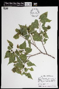 Celtis occidentalis image