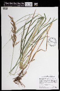 Calamagrostis canadensis image