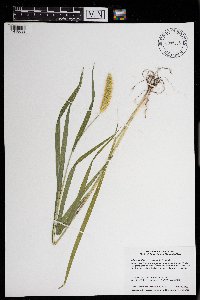 Setaria pumila image