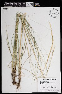 Hesperostipa spartea image