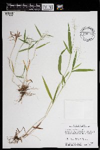 Dichanthelium boreale image