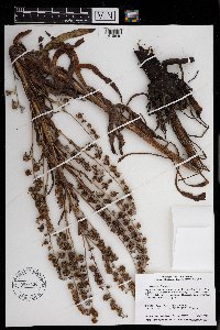 Cynoglossum officinale image