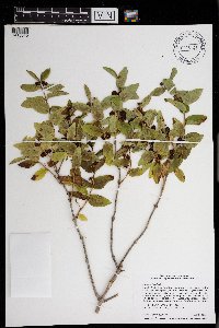 Lonicera tatarica image