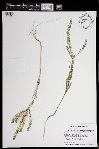 Lepidium densiflorum image