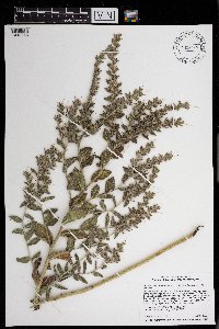 Onosmodium bejariense image
