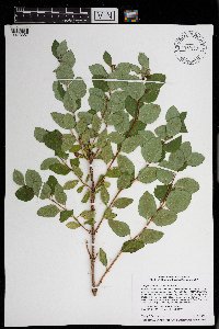 Symphoricarpos occidentalis image