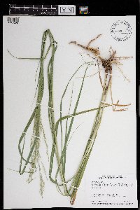 Panicum virgatum image