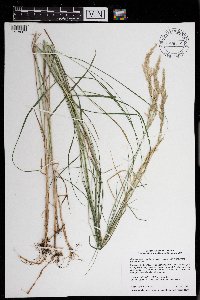 Calamagrostis canadensis image