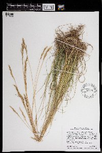 Danthonia spicata image