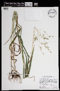 Bromus pubescens image