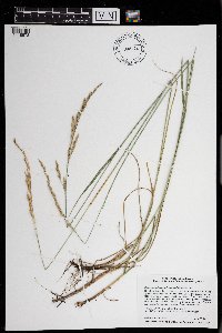 Schedonorus arundinaceus image