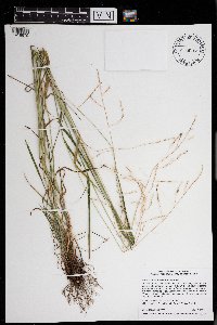 Festuca subverticillata image