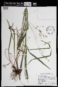 Bromus pubescens image