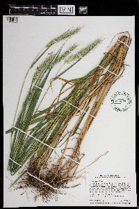 Elymus riparius image