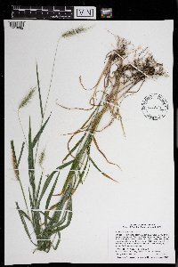 Elymus villosus image