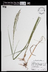 Panicum virgatum image