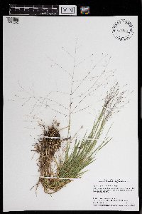 Digitaria cognata image