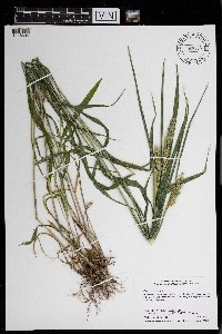 Elymus virginicus image