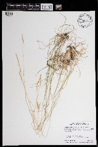 Danthonia spicata image