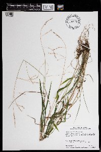 Festuca subverticillata image
