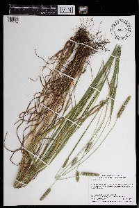 Phleum pratense image