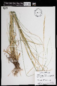 Hesperostipa spartea image