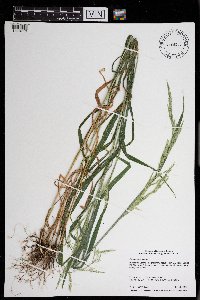 Cinna arundinacea image