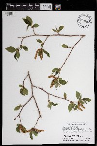 Ostrya virginiana image
