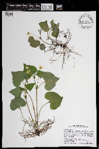 Viola pubescens image
