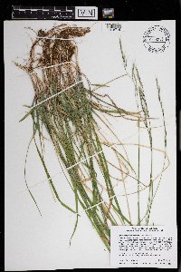 Schizachne purpurascens image