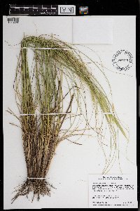 Hesperostipa spartea image