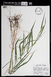 Elymus curvatus image