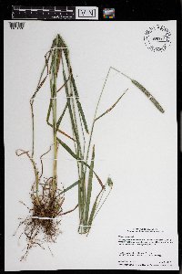 Phleum pratense image