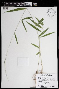 Brachyelytrum aristosum image