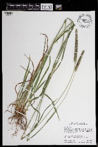 Phleum pratense image